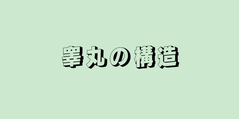 睾丸の構造