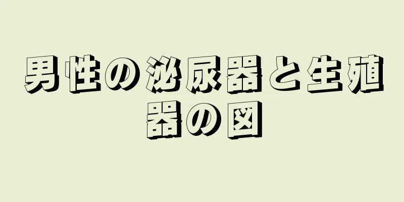 男性の泌尿器と生殖器の図