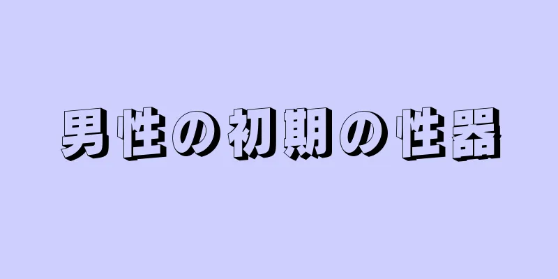 男性の初期の性器