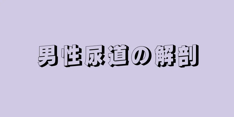 男性尿道の解剖