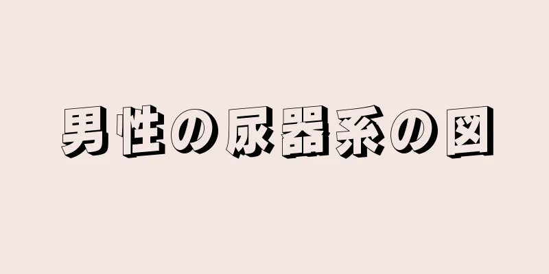 男性の尿器系の図