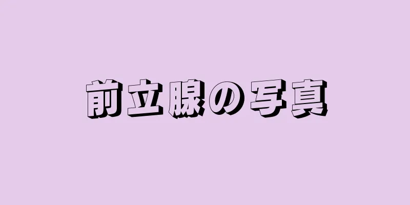 前立腺の写真