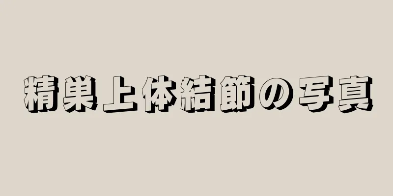精巣上体結節の写真