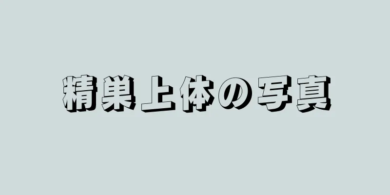 精巣上体の写真
