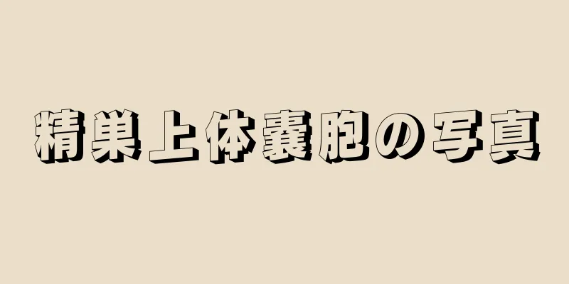 精巣上体嚢胞の写真