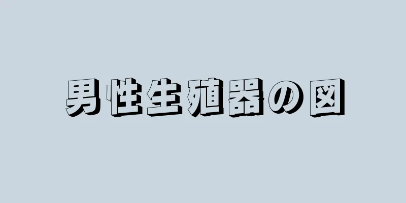 男性生殖器の図
