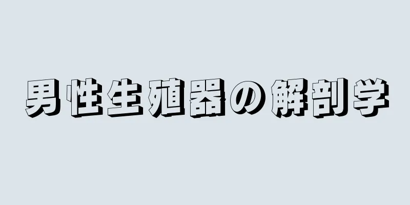 男性生殖器の解剖学