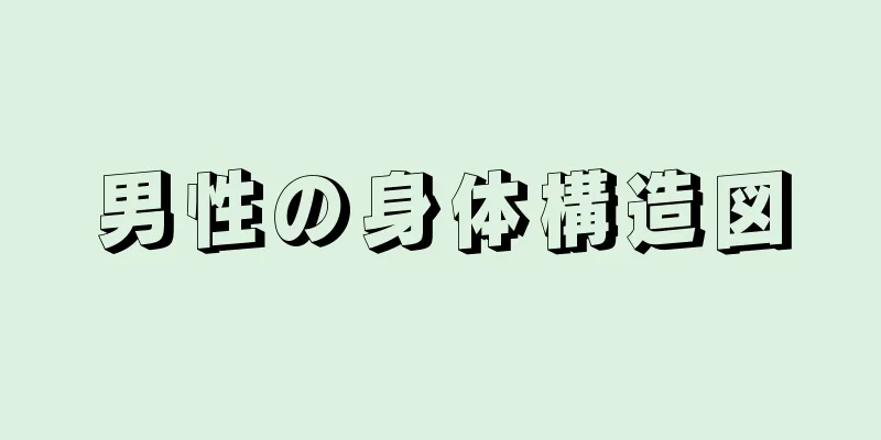 男性の身体構造図