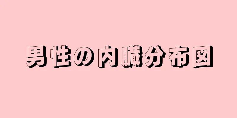 男性の内臓分布図