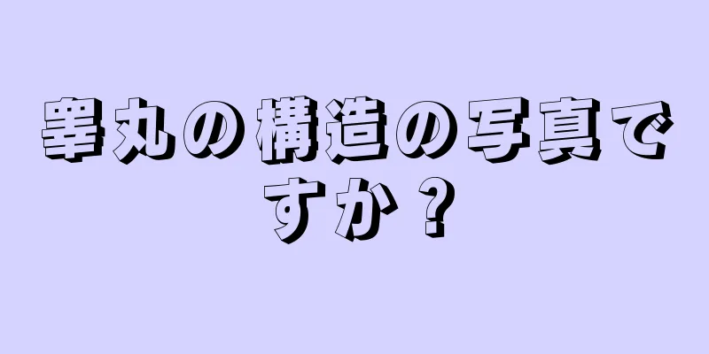睾丸の構造の写真ですか？