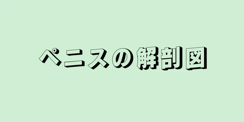 ペニスの解剖図