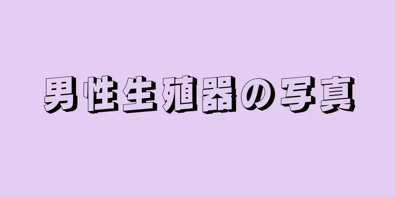 男性生殖器の写真