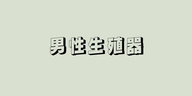 男性生殖器