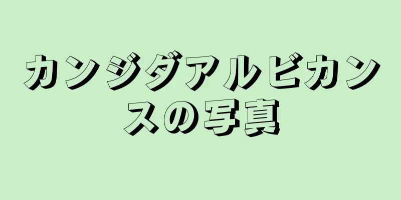 カンジダアルビカンスの写真