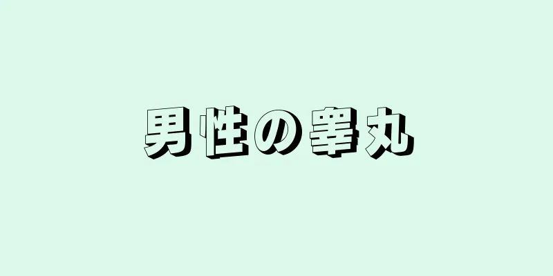 男性の睾丸
