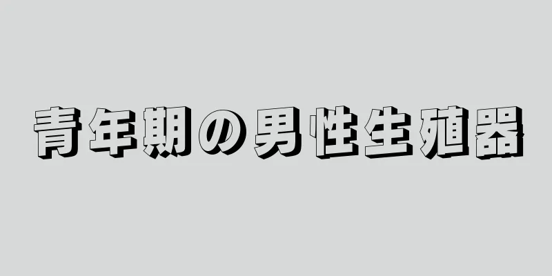 青年期の男性生殖器