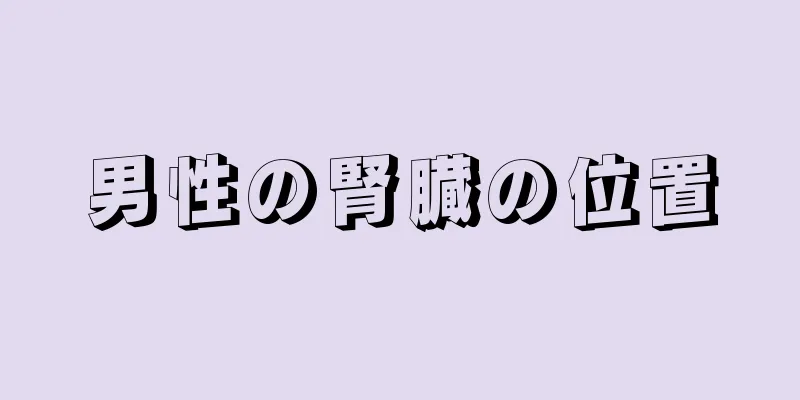 男性の腎臓の位置