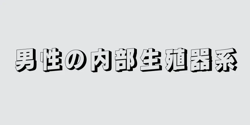 男性の内部生殖器系