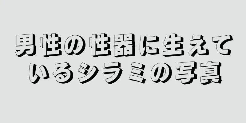 男性の性器に生えているシラミの写真