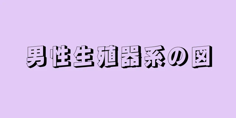 男性生殖器系の図