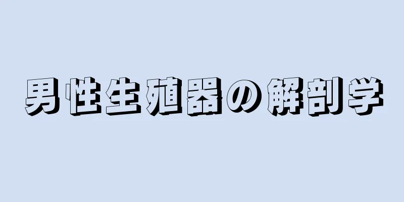 男性生殖器の解剖学