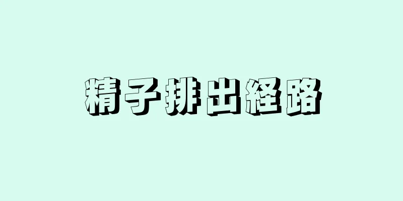 精子排出経路