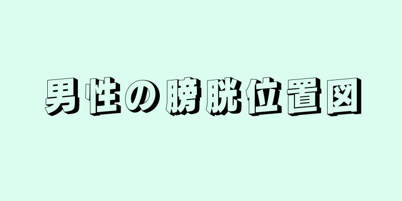 男性の膀胱位置図