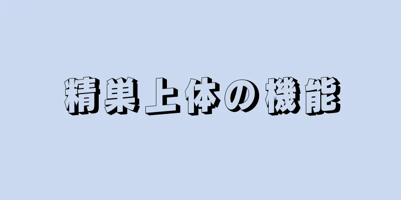 精巣上体の機能