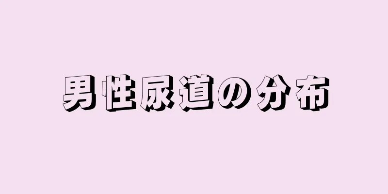 男性尿道の分布