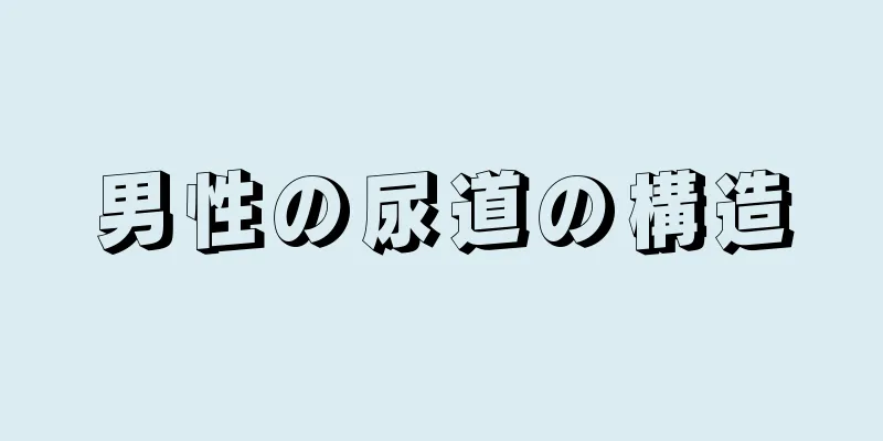 男性の尿道の構造