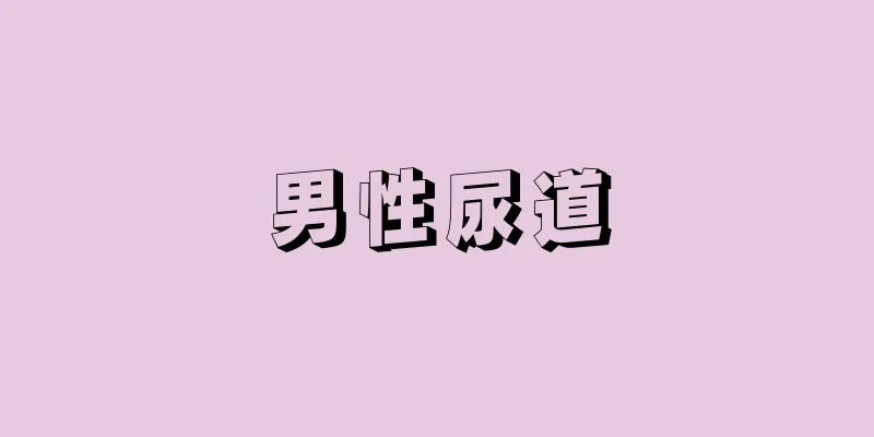 男性尿道