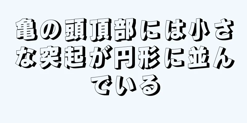 亀の頭頂部には小さな突起が円形に並んでいる
