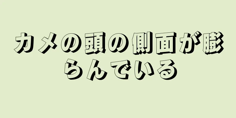 カメの頭の側面が膨らんでいる
