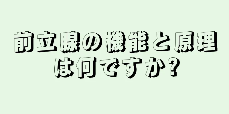 前立腺の機能と原理は何ですか?