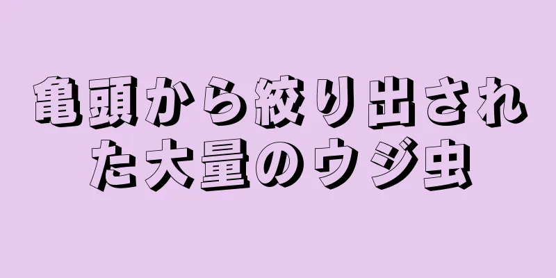 亀頭から絞り出された大量のウジ虫