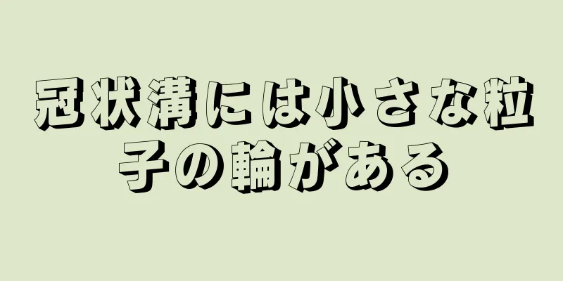 冠状溝には小さな粒子の輪がある