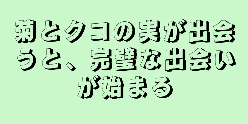 菊とクコの実が出会うと、完璧な出会いが始まる