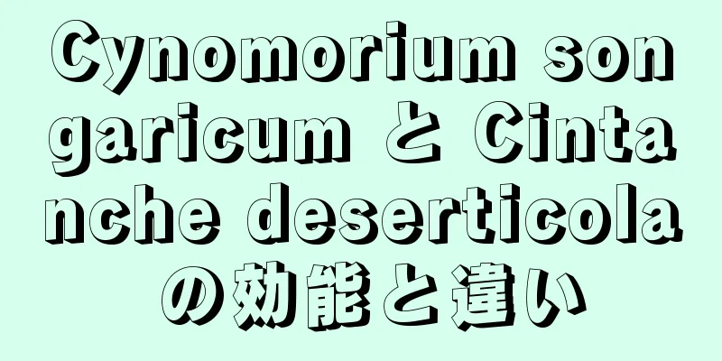 Cynomorium songaricum と Cintanche deserticola の効能と違い