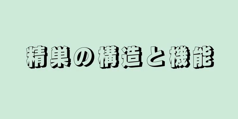 精巣の構造と機能