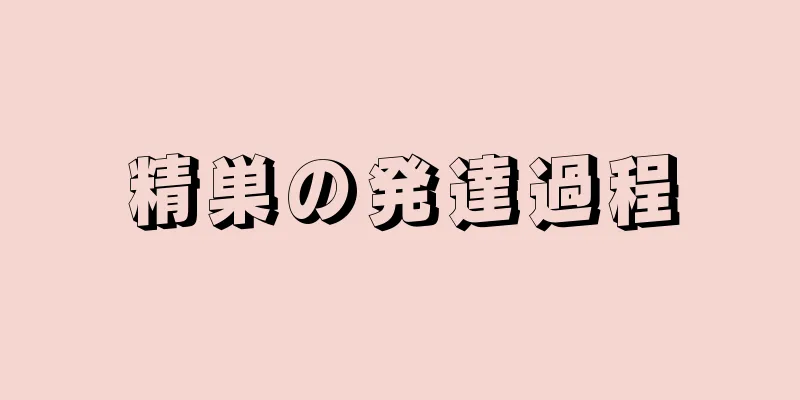 精巣の発達過程