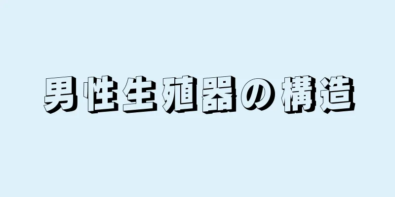 男性生殖器の構造
