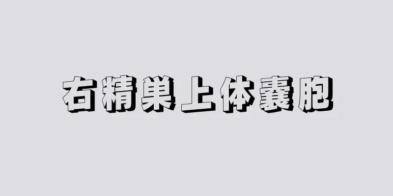 右精巣上体嚢胞