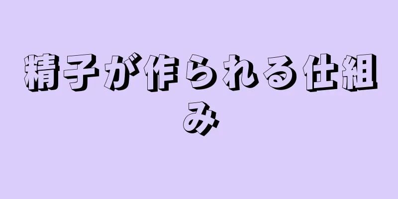 精子が作られる仕組み