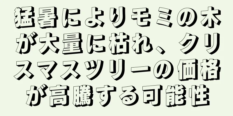 猛暑によりモミの木が大量に枯れ、クリスマスツリーの価格が高騰する可能性